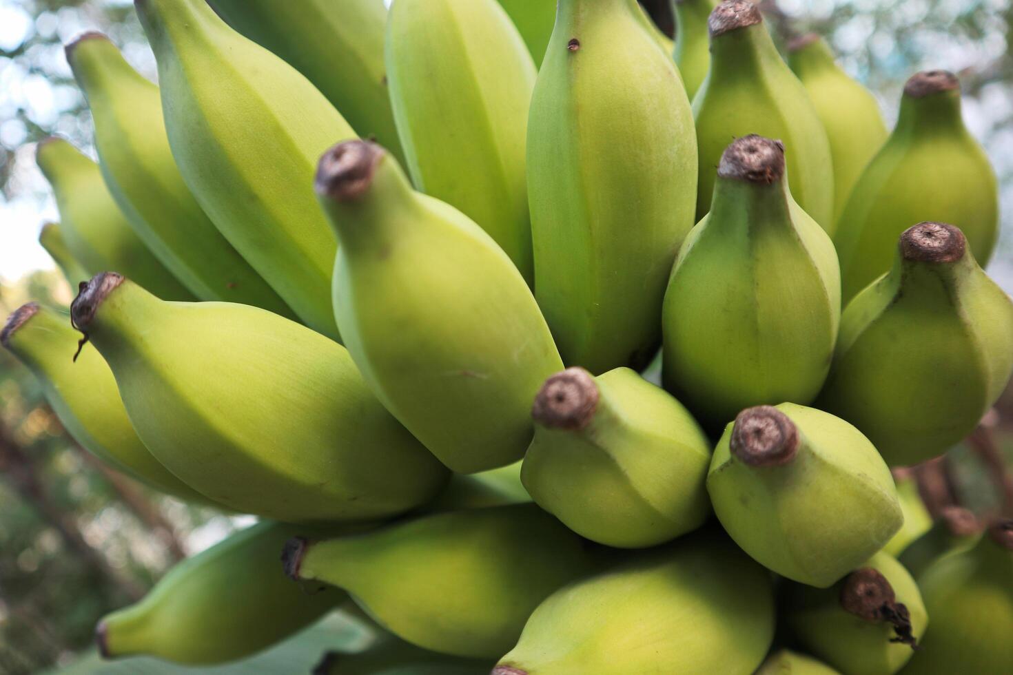 Closeup Raw Banana on The Tree With Selective Focus photo