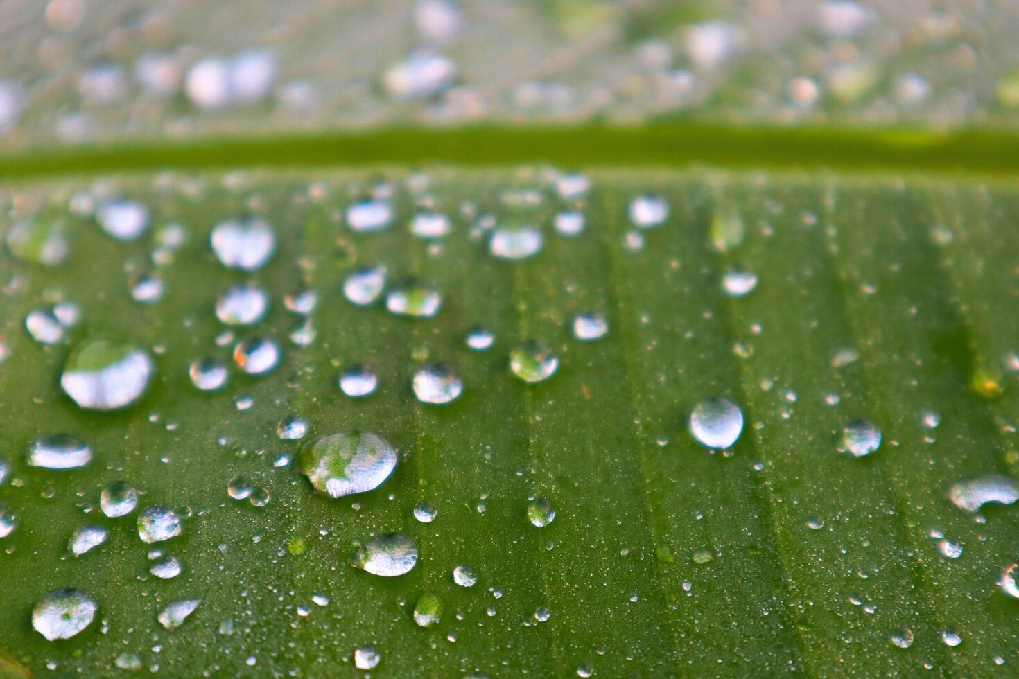 de cerca Rocío en el plátano hojas foto