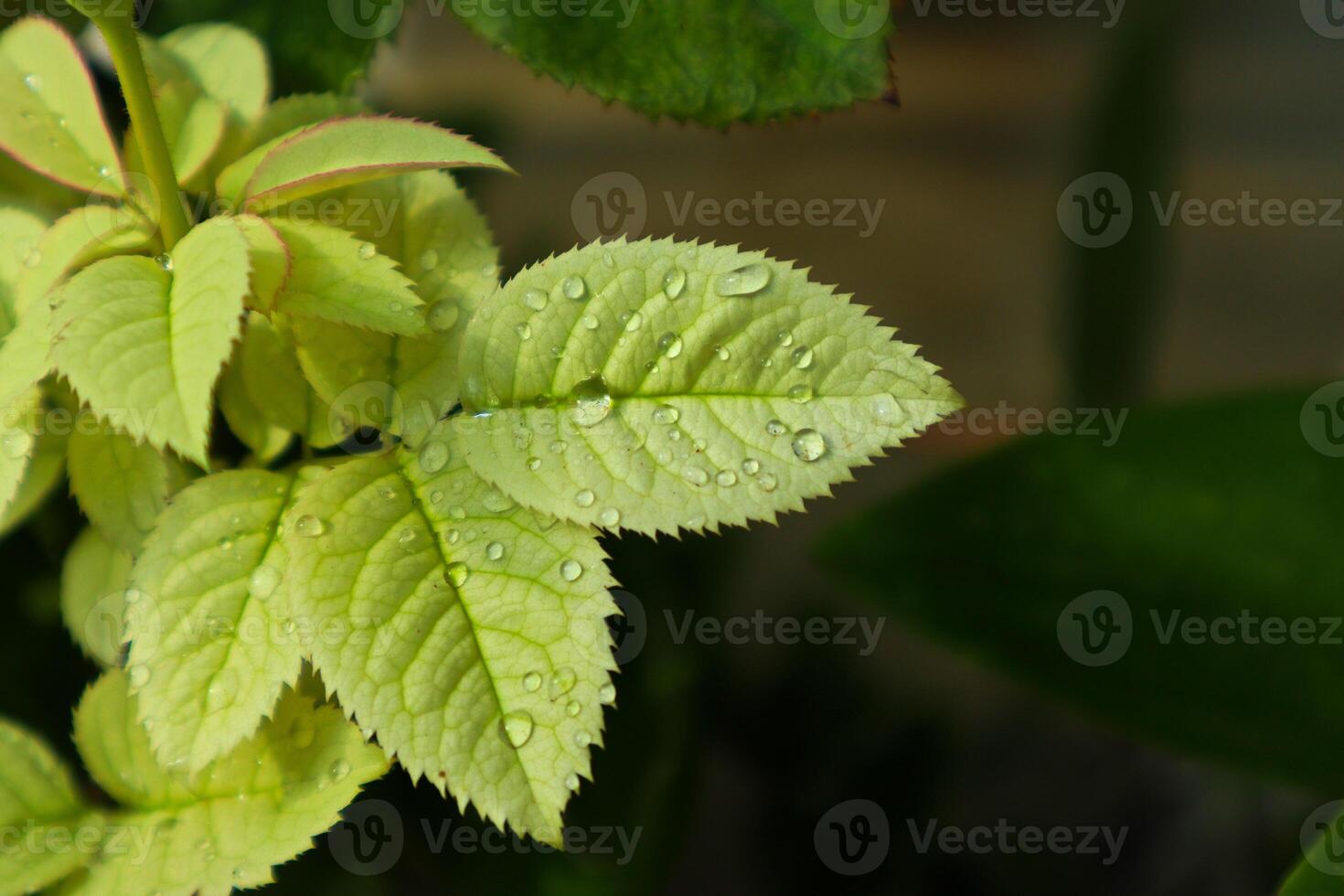 Rocío gotas en blanco hojas, Rosa hoja foto