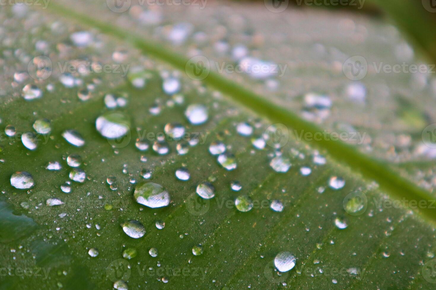 Closeup Dew on The Banana Leaves photo