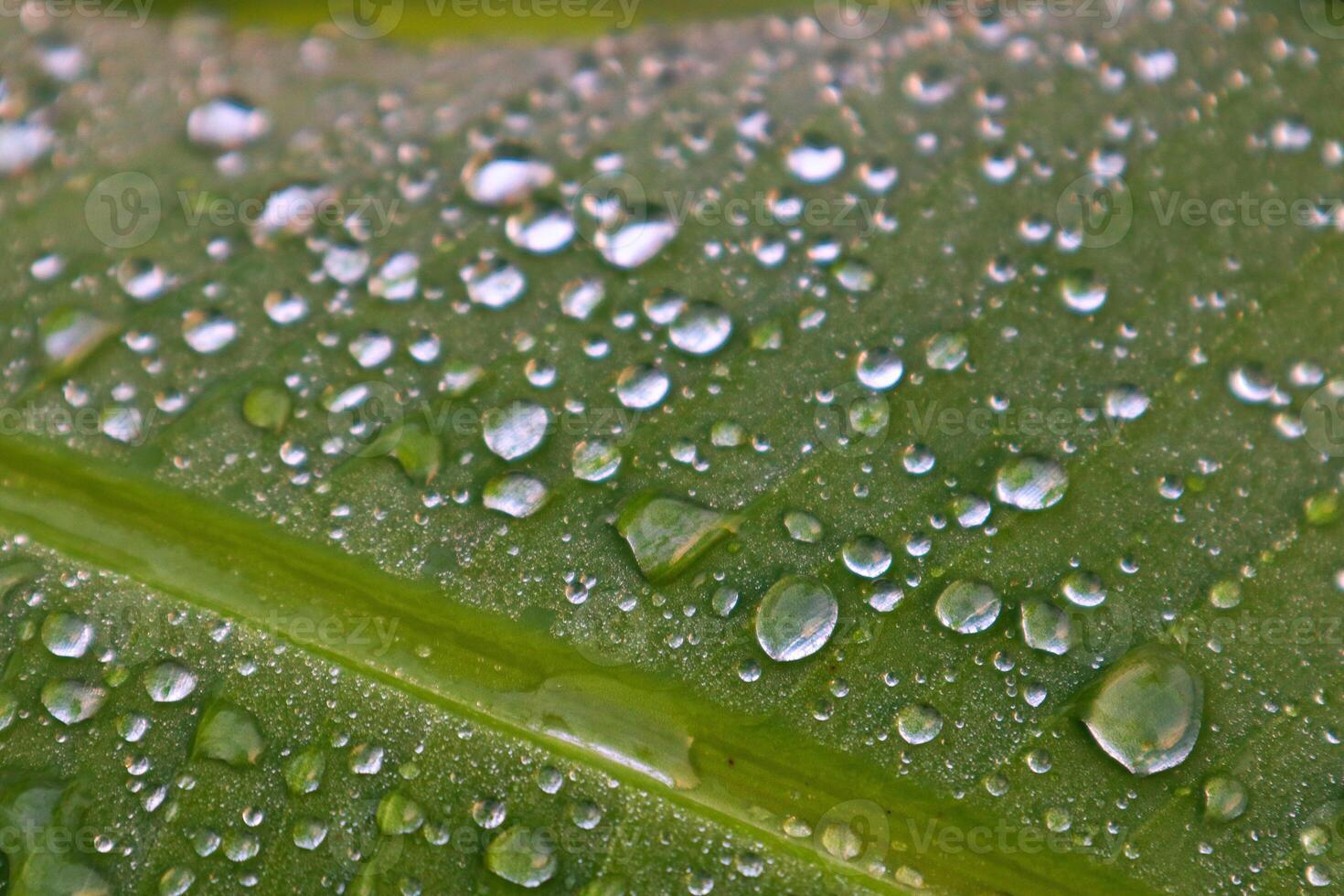Closeup Dew on The Banana Leaves photo
