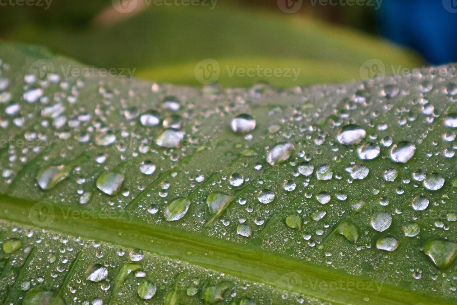 de cerca Rocío en el plátano hojas foto