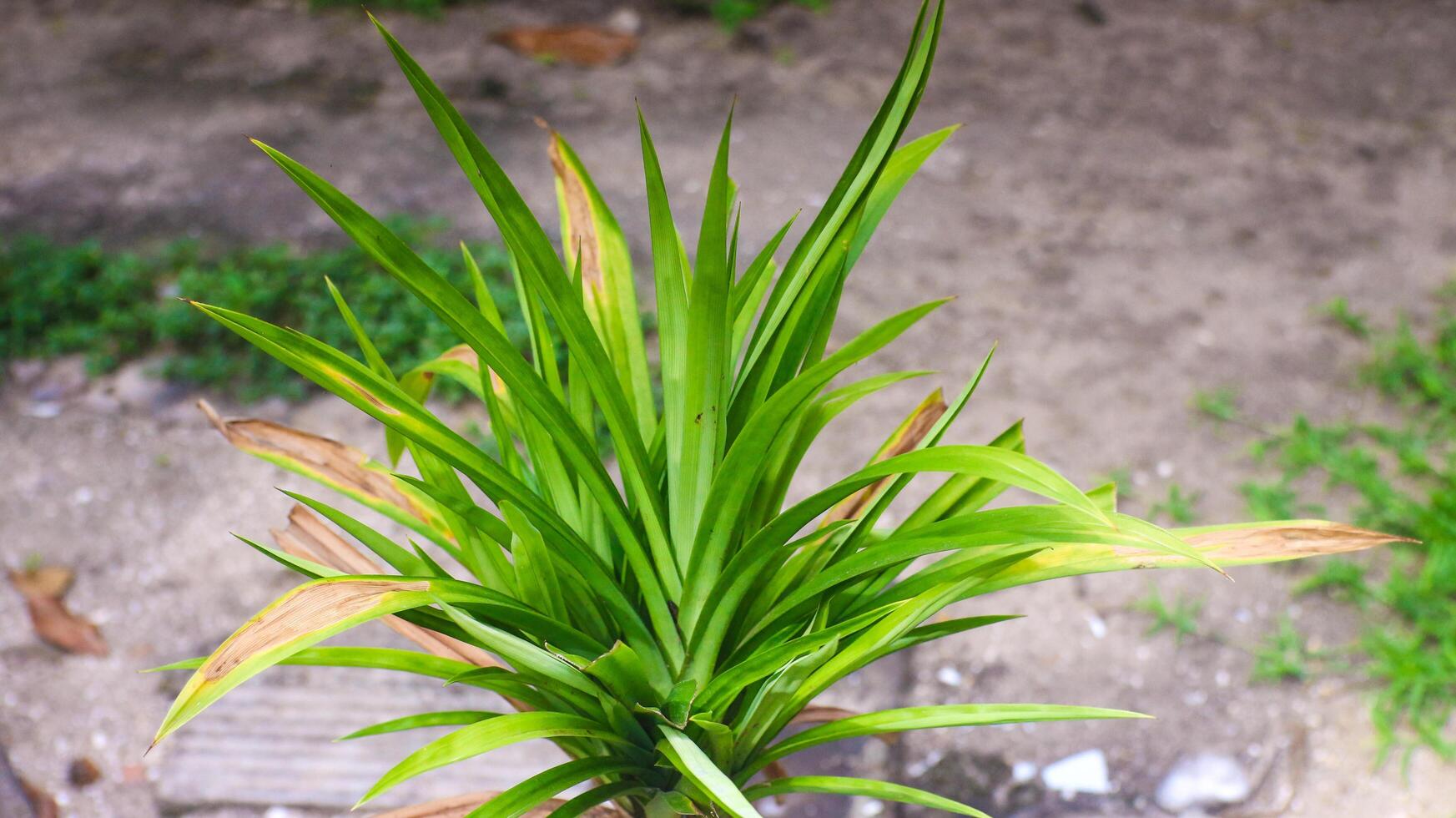 Pandan leaves are useful for creating a fragrant effect in food photo