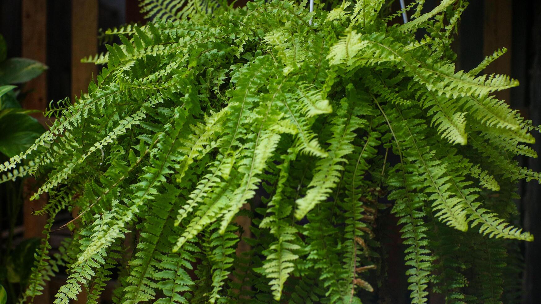 Fern plants in pots for home decoration photo
