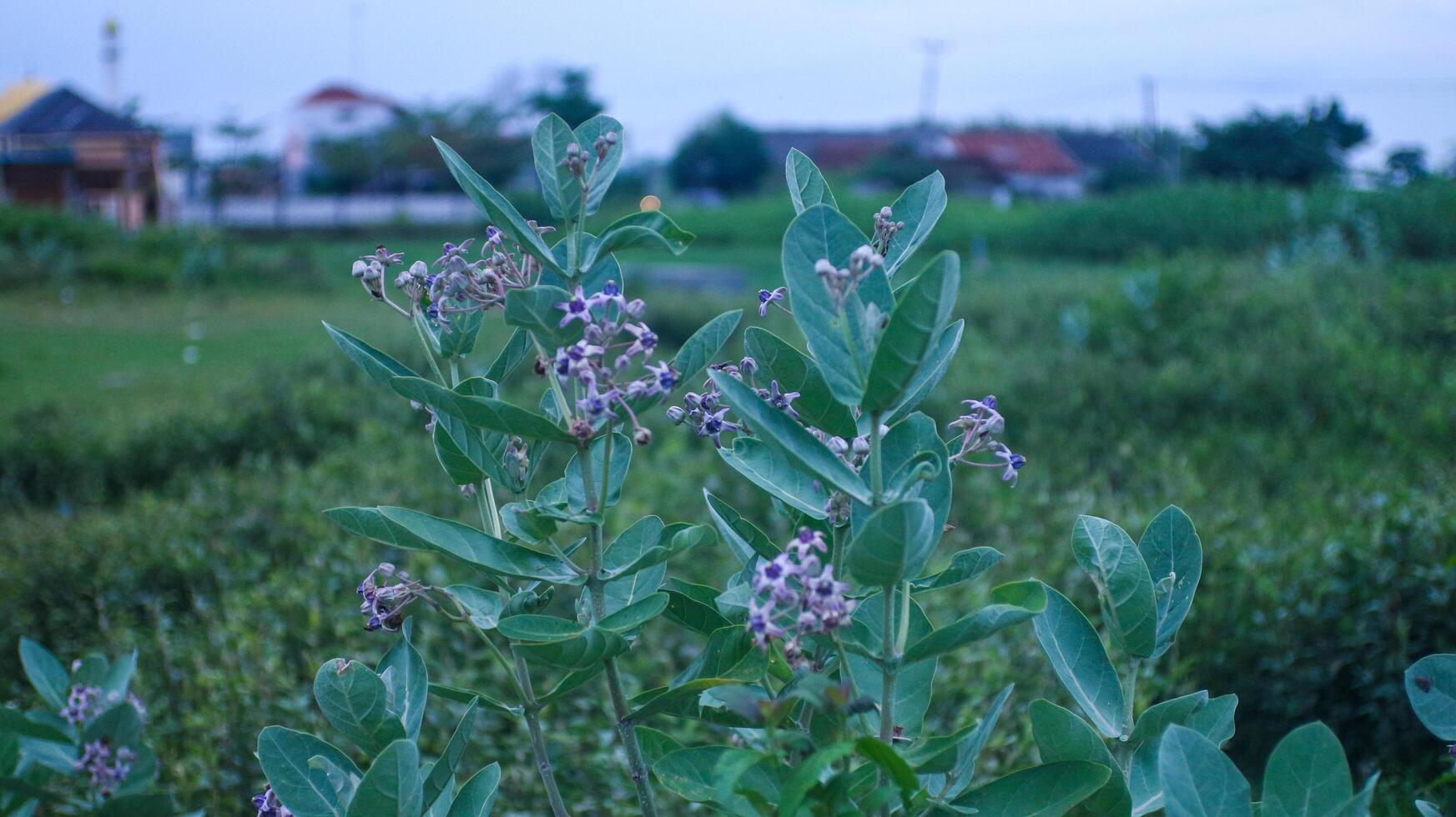 Flowers bloom with wide leaves photo