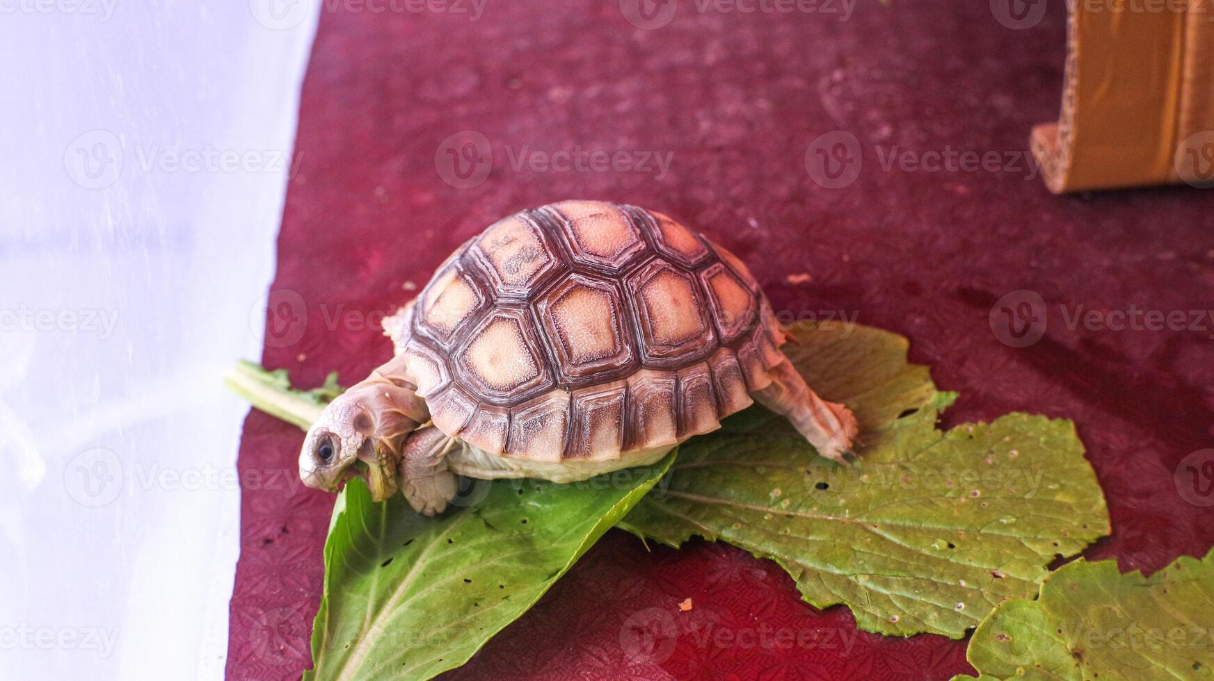 Sulcata tortoise eating mustard greens photo
