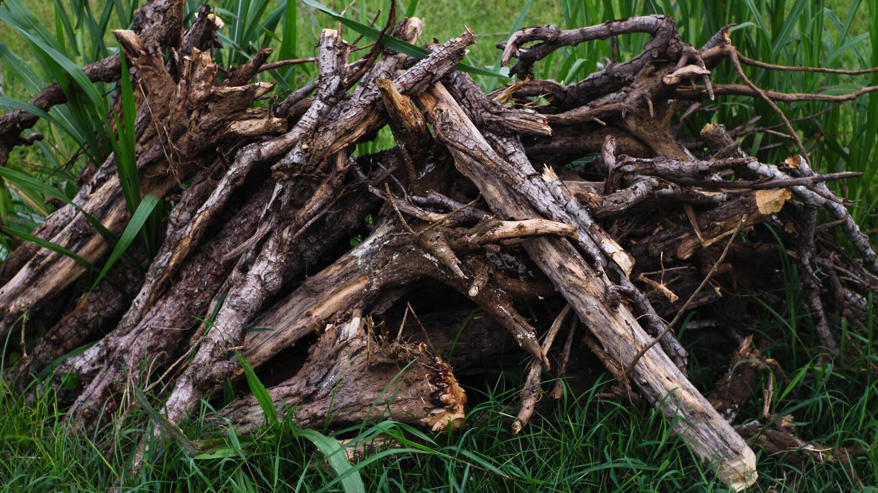 Pile of dry wood on green grass background photo
