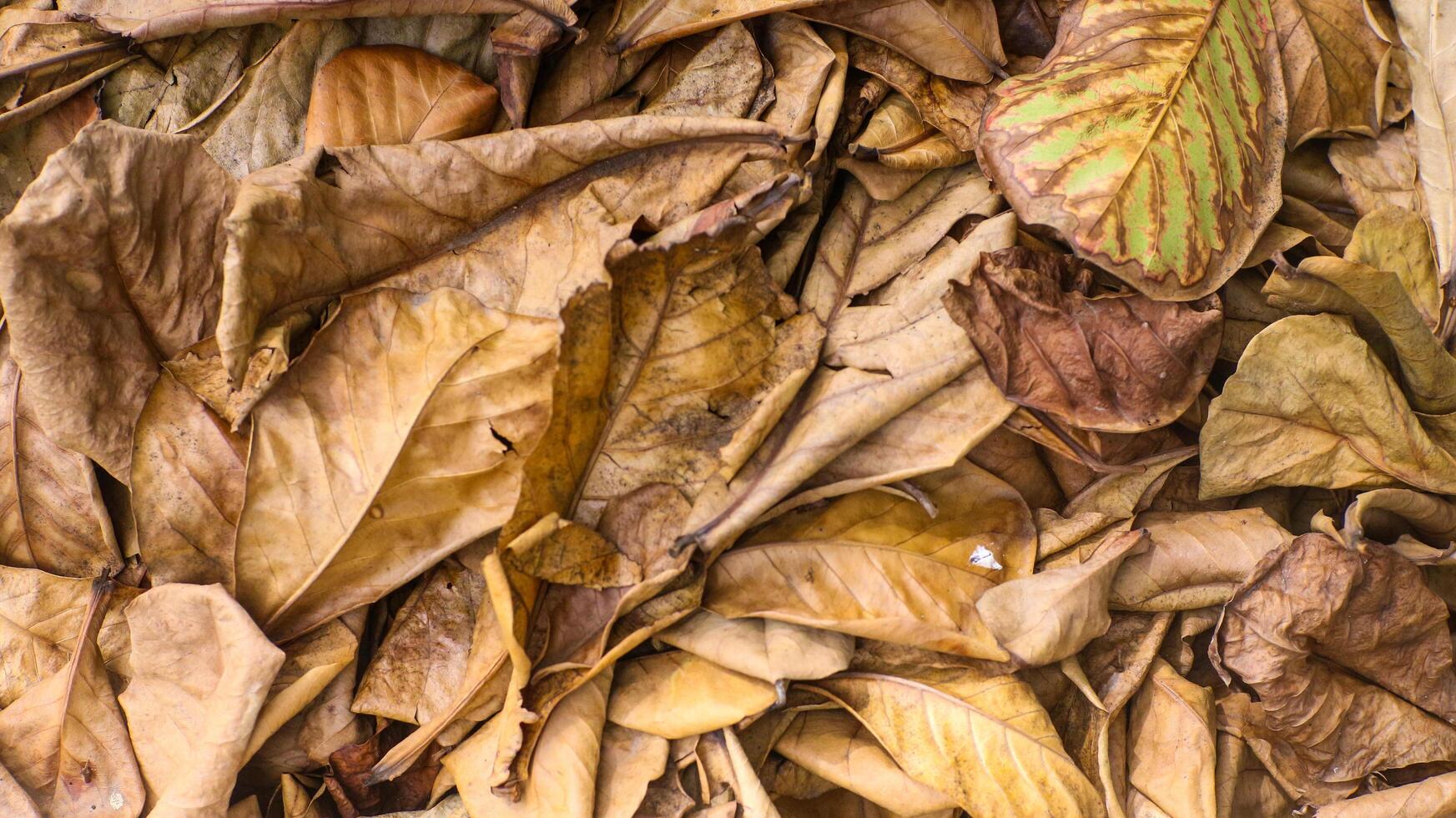 Dried ketapang leaves are brown photo