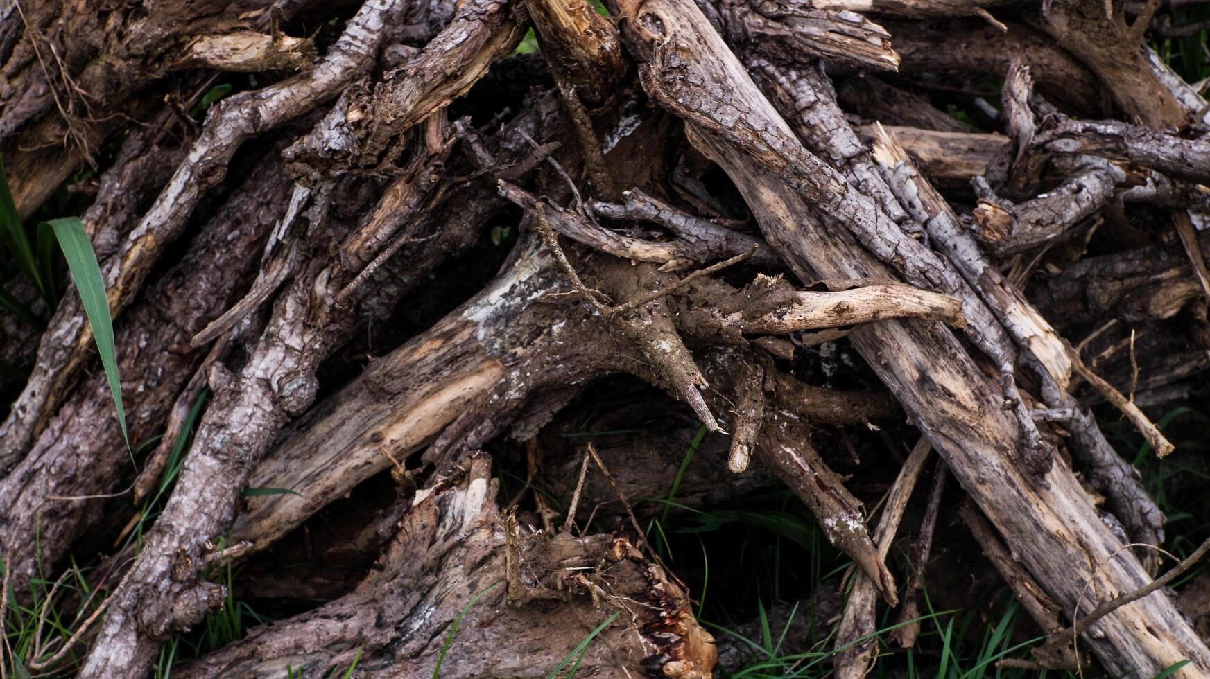 The stacked dry wood is dark brown photo