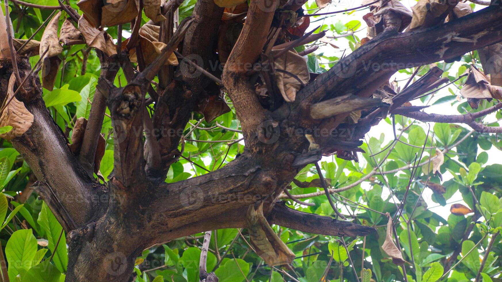 The trunk of the Ketapang tree is brown and dark photo