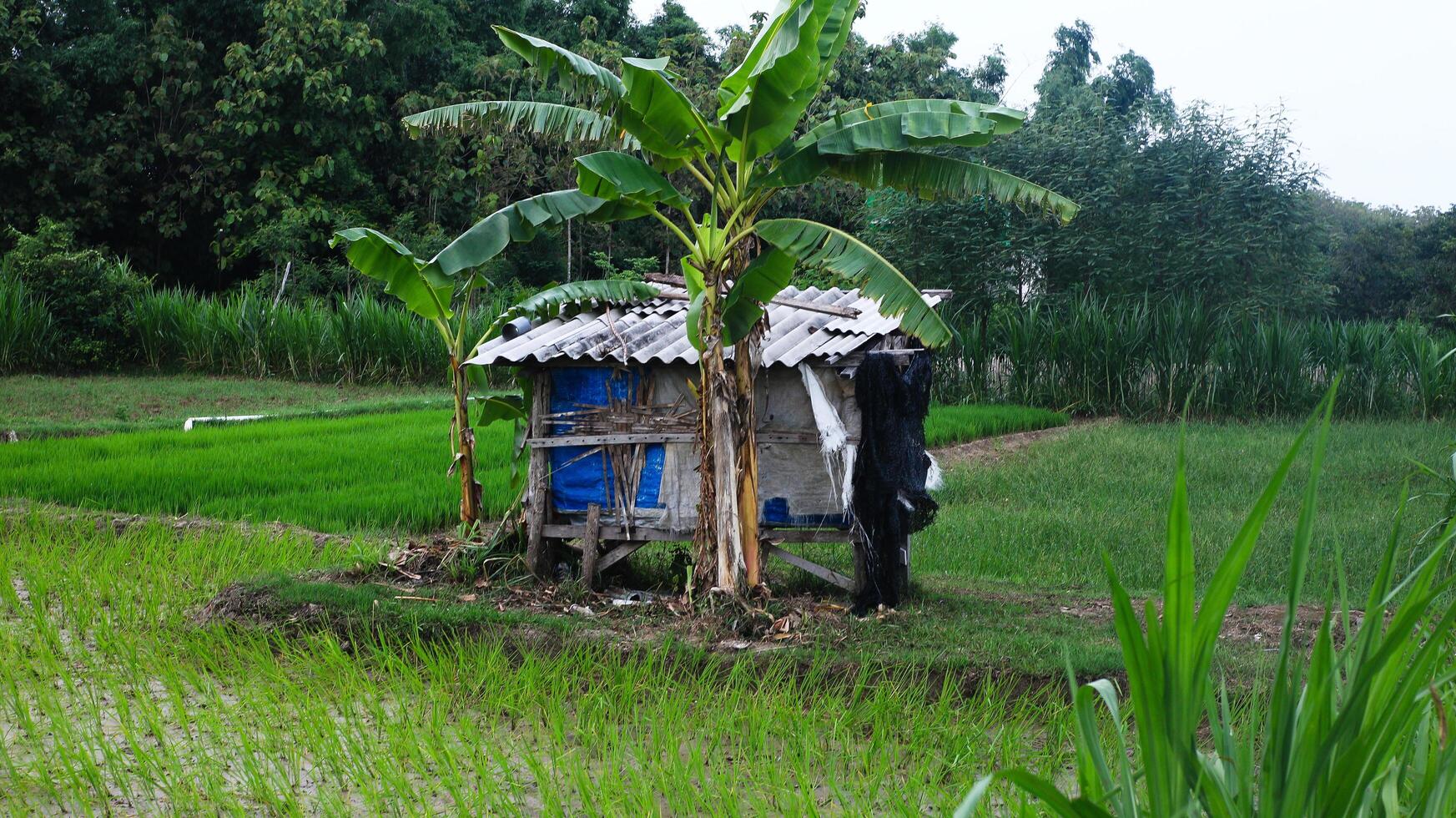Rice fields with shelter huts photo