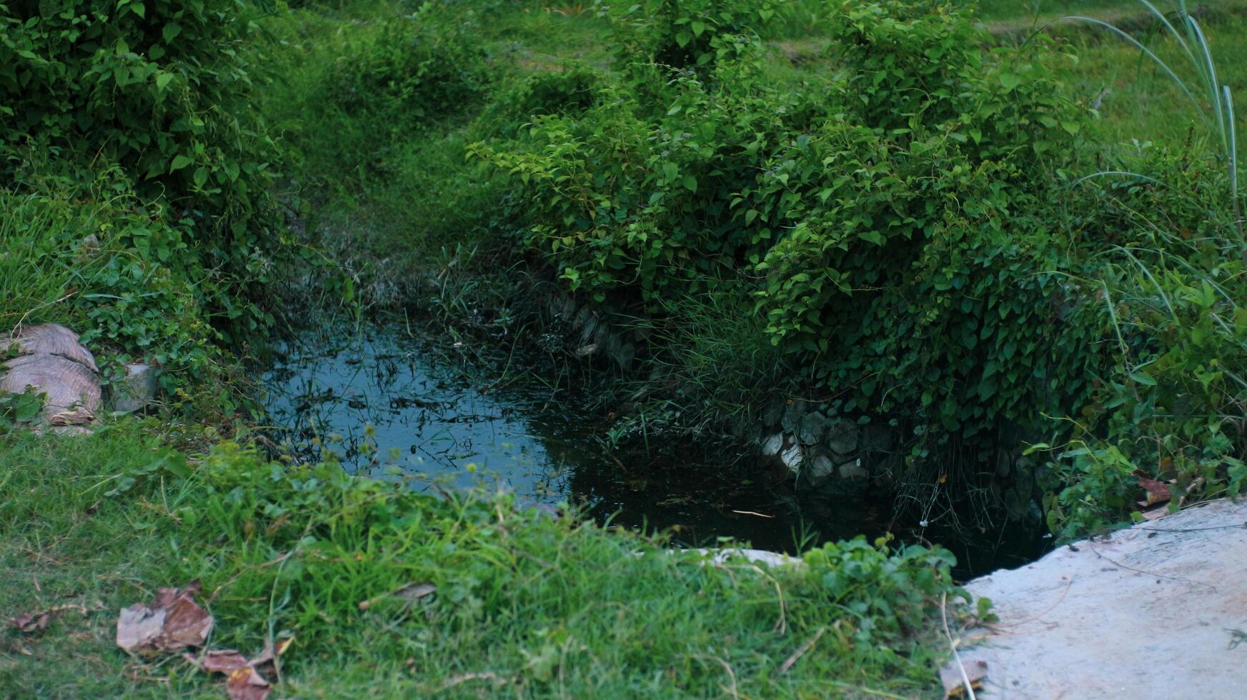 The river has calm water around the rice fields photo