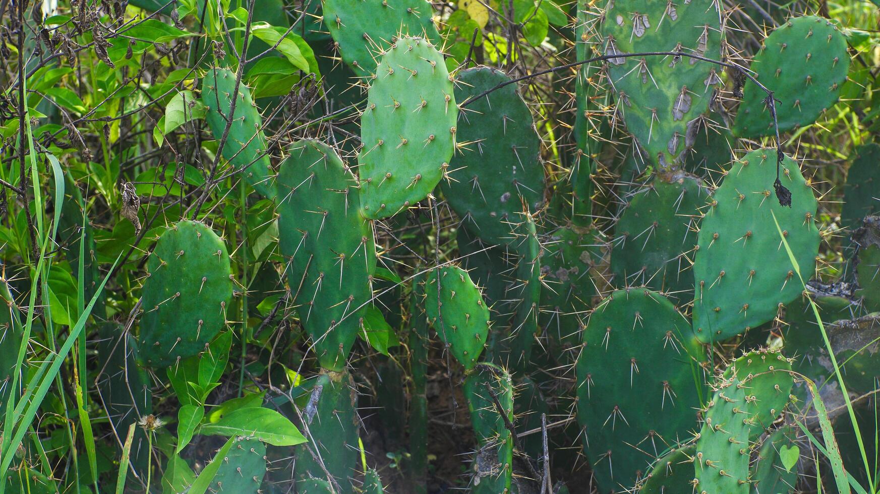 Spiny cactus plants that grow widely in tropical areas photo