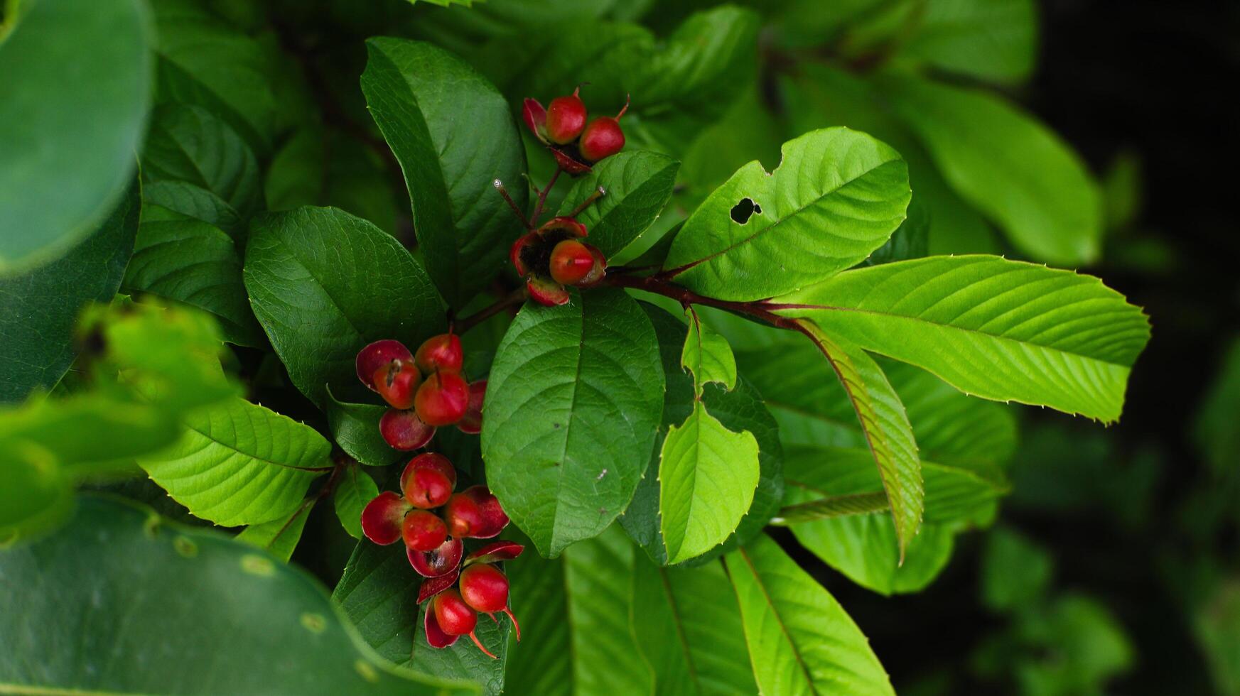 Red flowers with green leaves photo