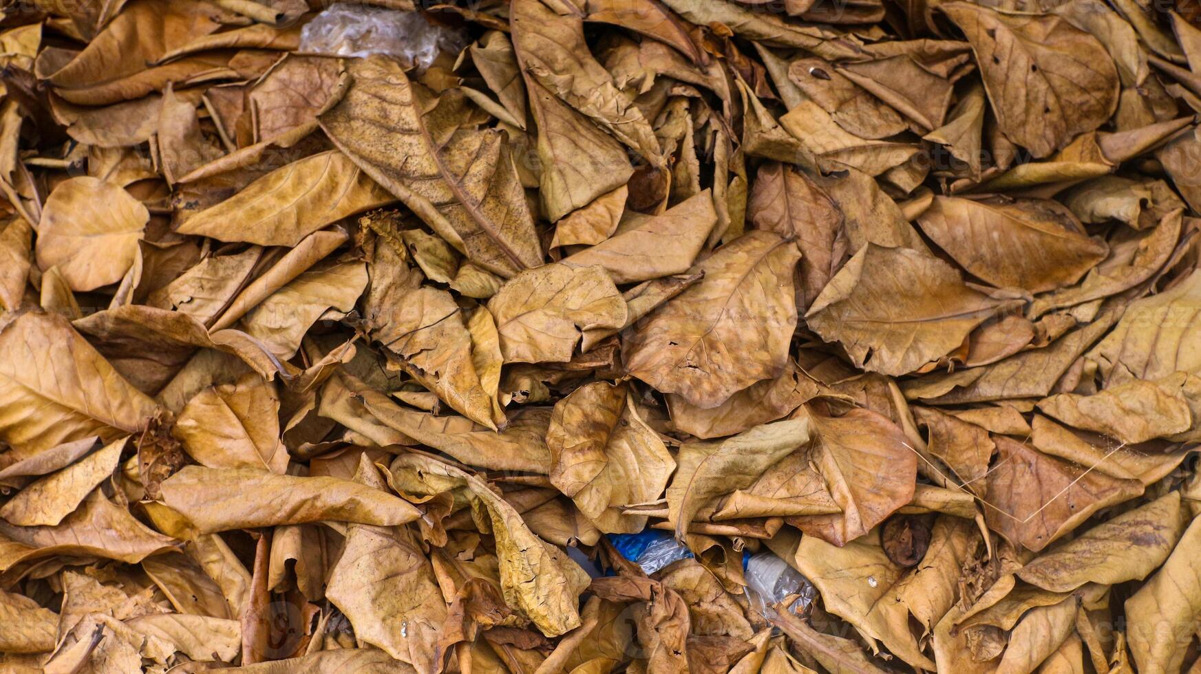 Dry leaf trash piles up until it turns brown photo