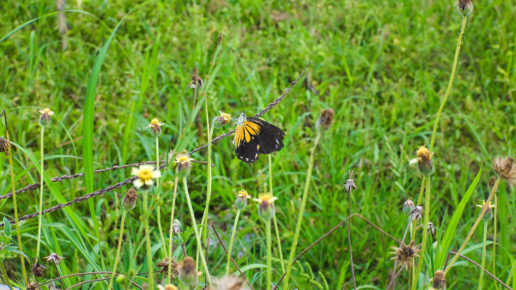 Butterflies land on flowers photo
