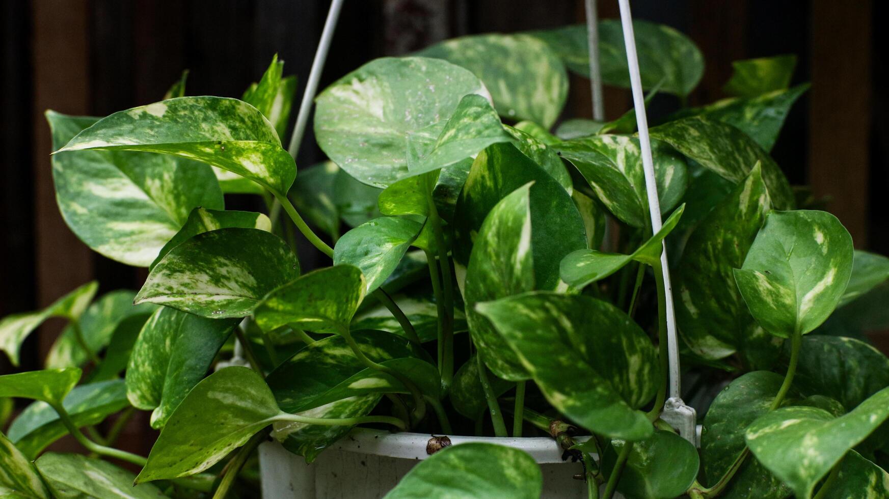 Leaf plants that grow green photo