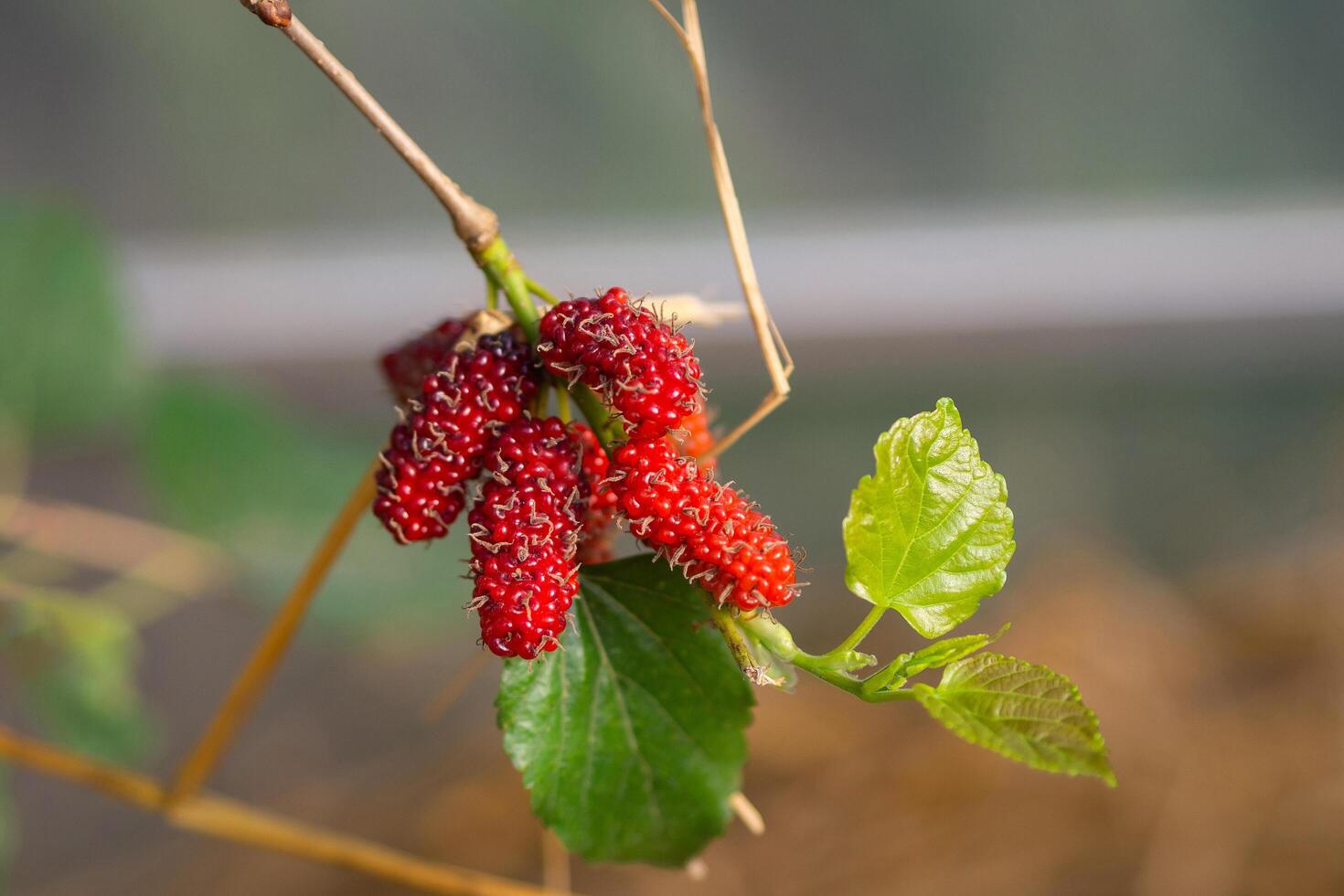 Close-up of mulberries on tree with selective focus. photo