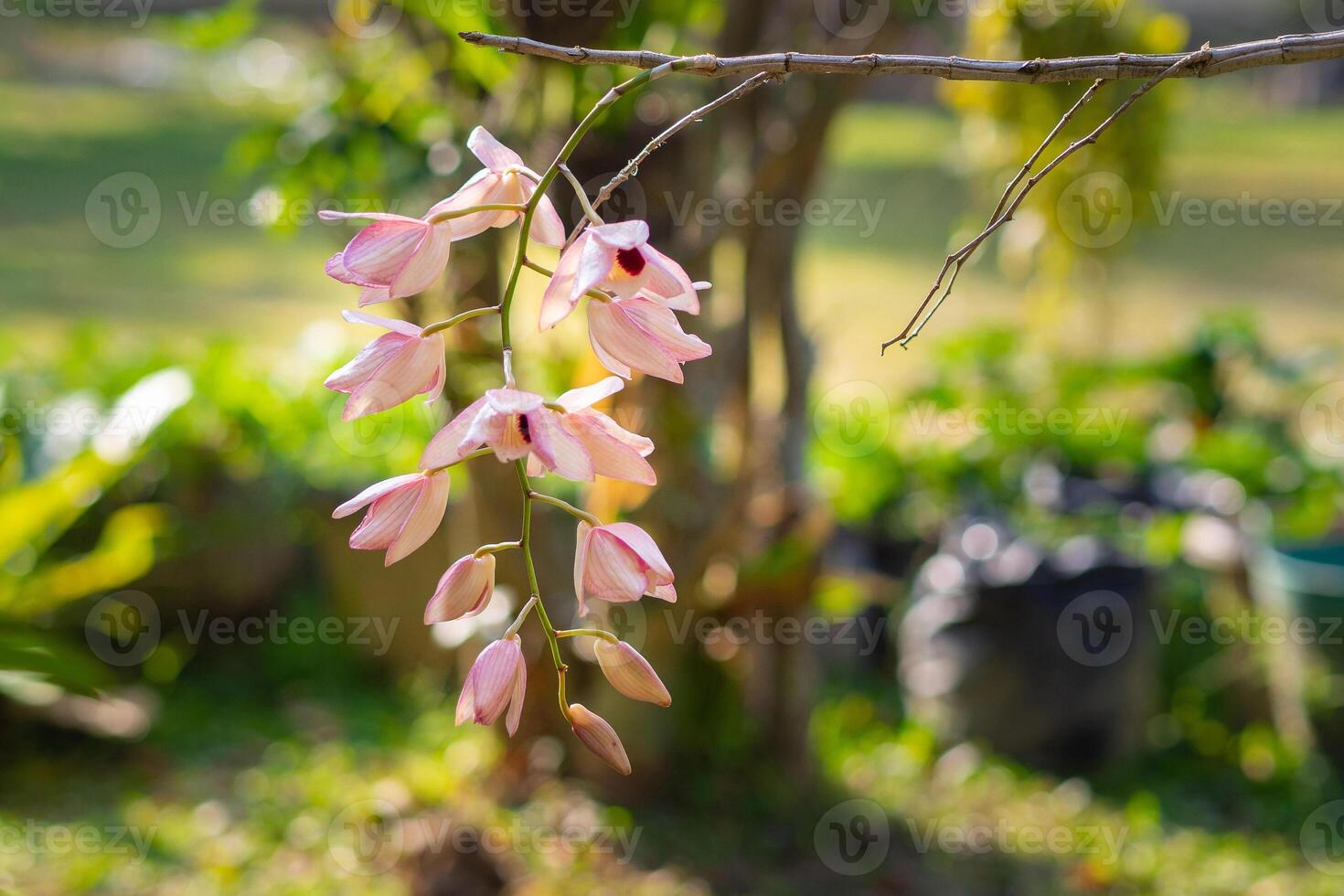 Beautiful orchids are blooming in the garden photo