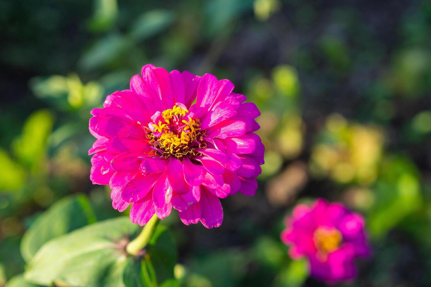 Close-up of zinnia flower are blooming in the garden. photo