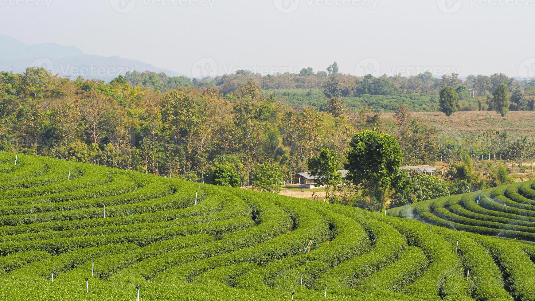 paisaje hermosa de el té plantación con azul cielo y blanco nubes antecedentes foto