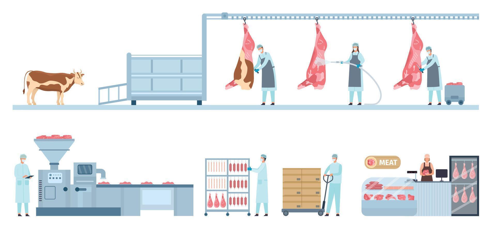 Beef product manufacture process infographic from farm cow to market. Meat food production and distribution. Sausage factory line vector set