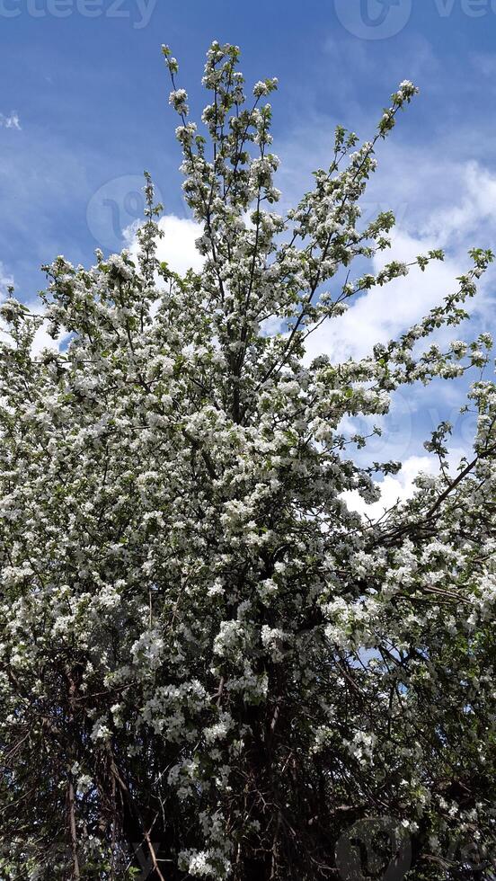 Apple tree in bloom. Apple tree blossom. Blooming apple tree branches against the sky photo