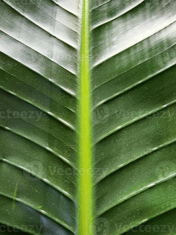 Strelitzia nicolai. Strelitzia leaf. Green leaf of a houseplant. Vegetable green background photo