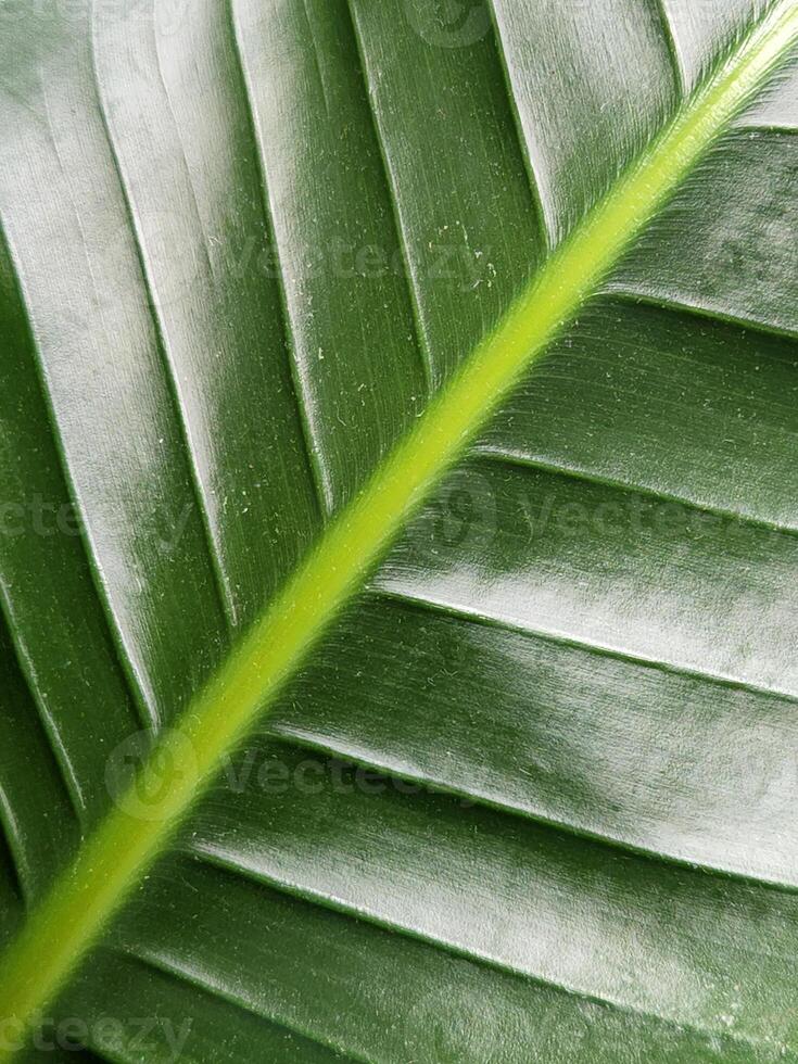 Strelitzia nicolai. Strelitzia leaf. Green leaf of a houseplant. Vegetable green background photo
