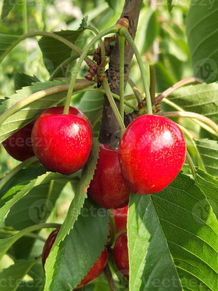 Red cherry on a branch. Ripe cherry fruits photo