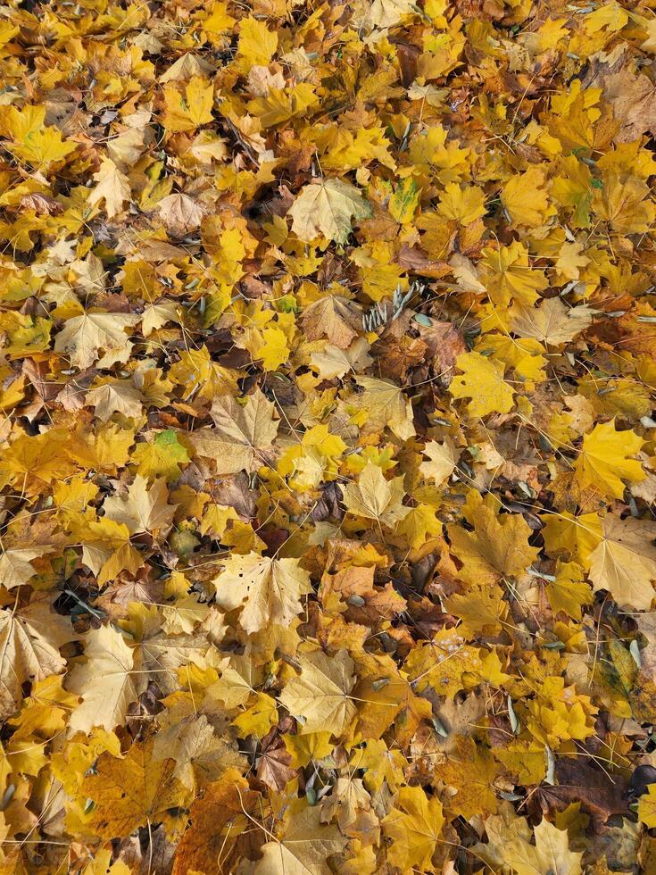 Fallen leaves. Background of fallen autumn leaves. Yellow autumn leaves photo