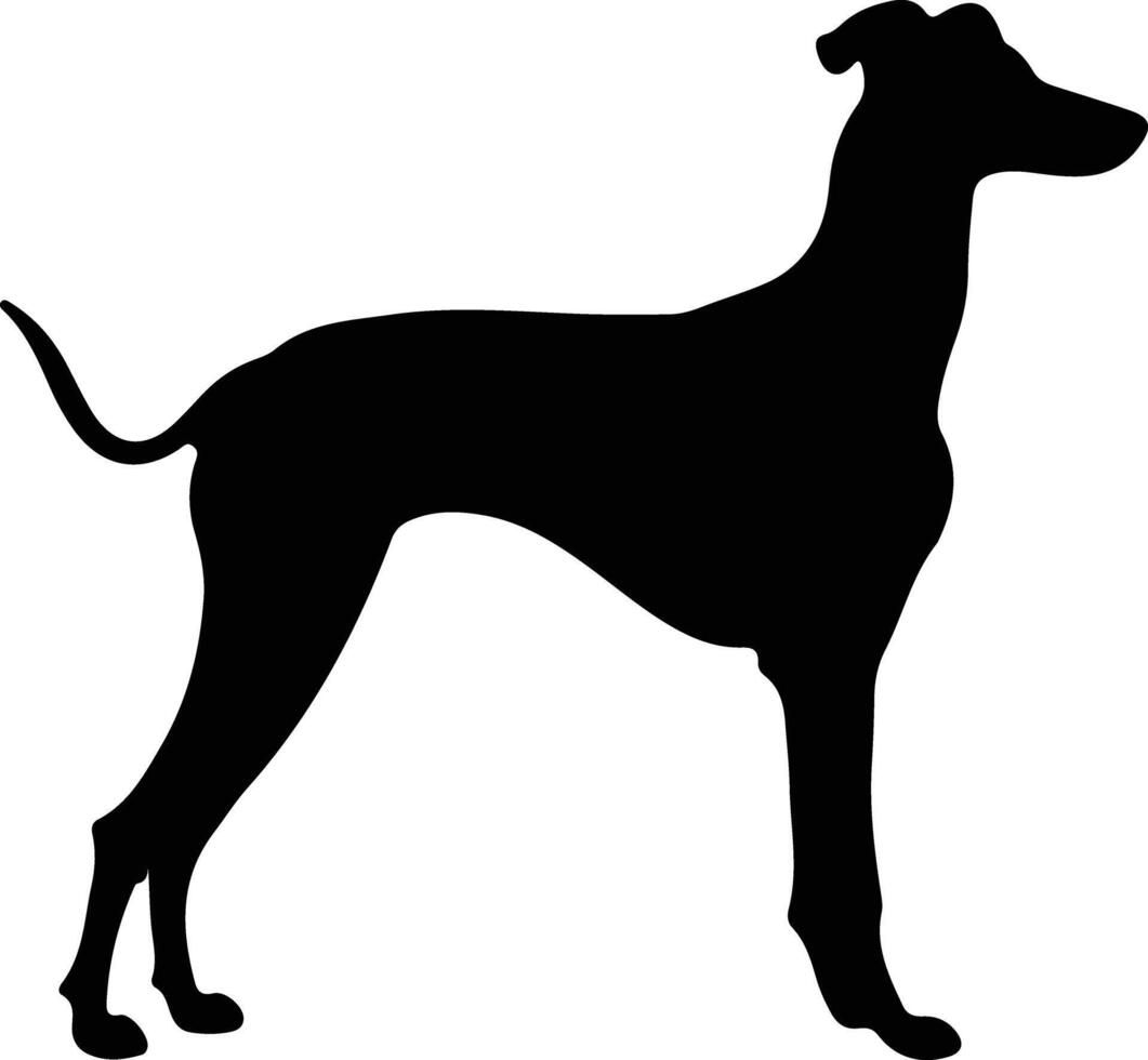 galgo silueta retrato vector