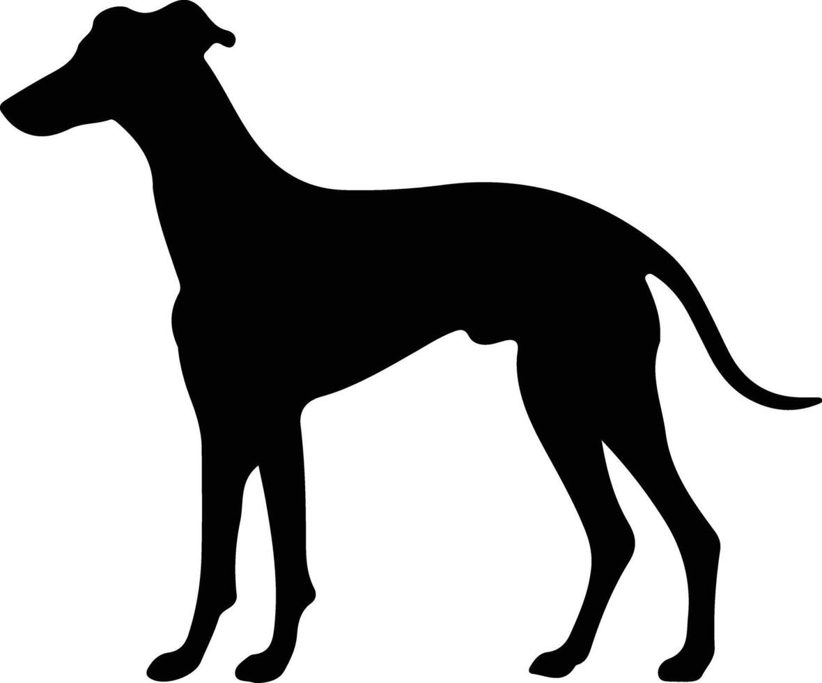 galgo silueta retrato vector