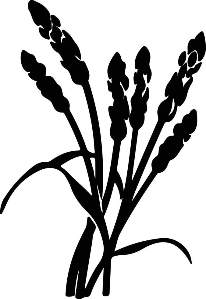 asparagus  black silhouette vector