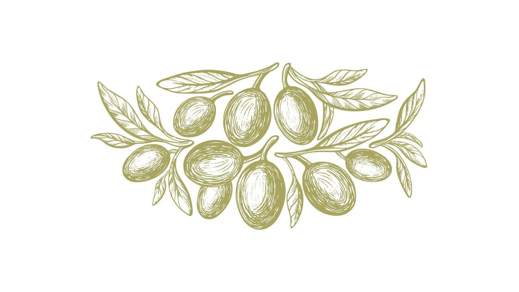 Olive green symbol. Vector sketch of fruit, leaves