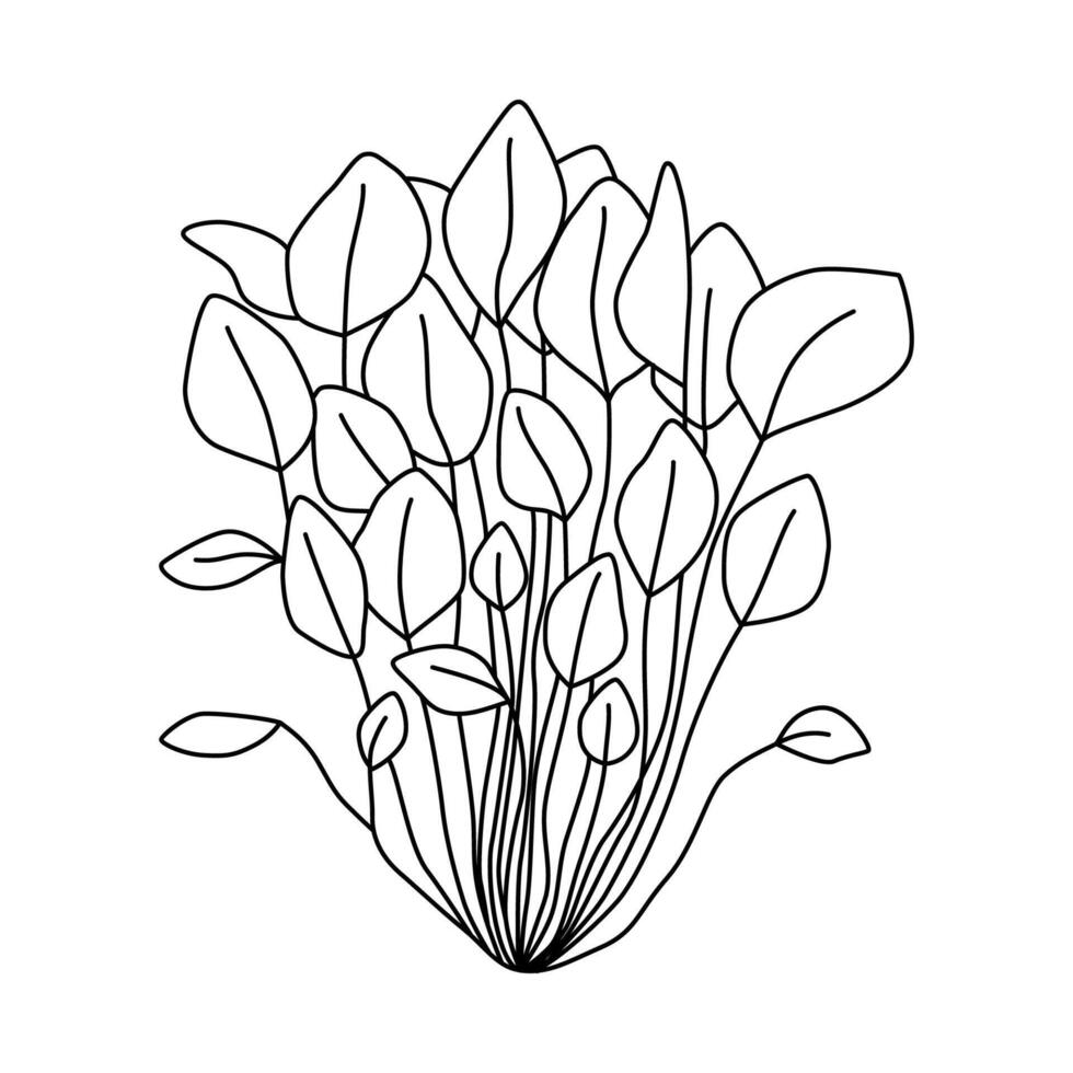 Watercress isolated on white. Black and white vector illustration