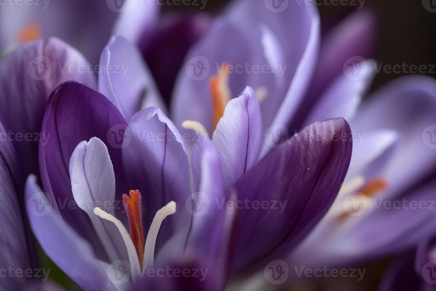 AI generated Purple crocus flowers closeup with orange stamens. Generate Ai photo