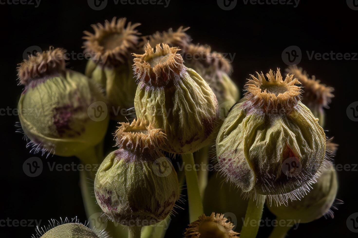 AI generated Bunch of dried flower buds. Generate ai photo