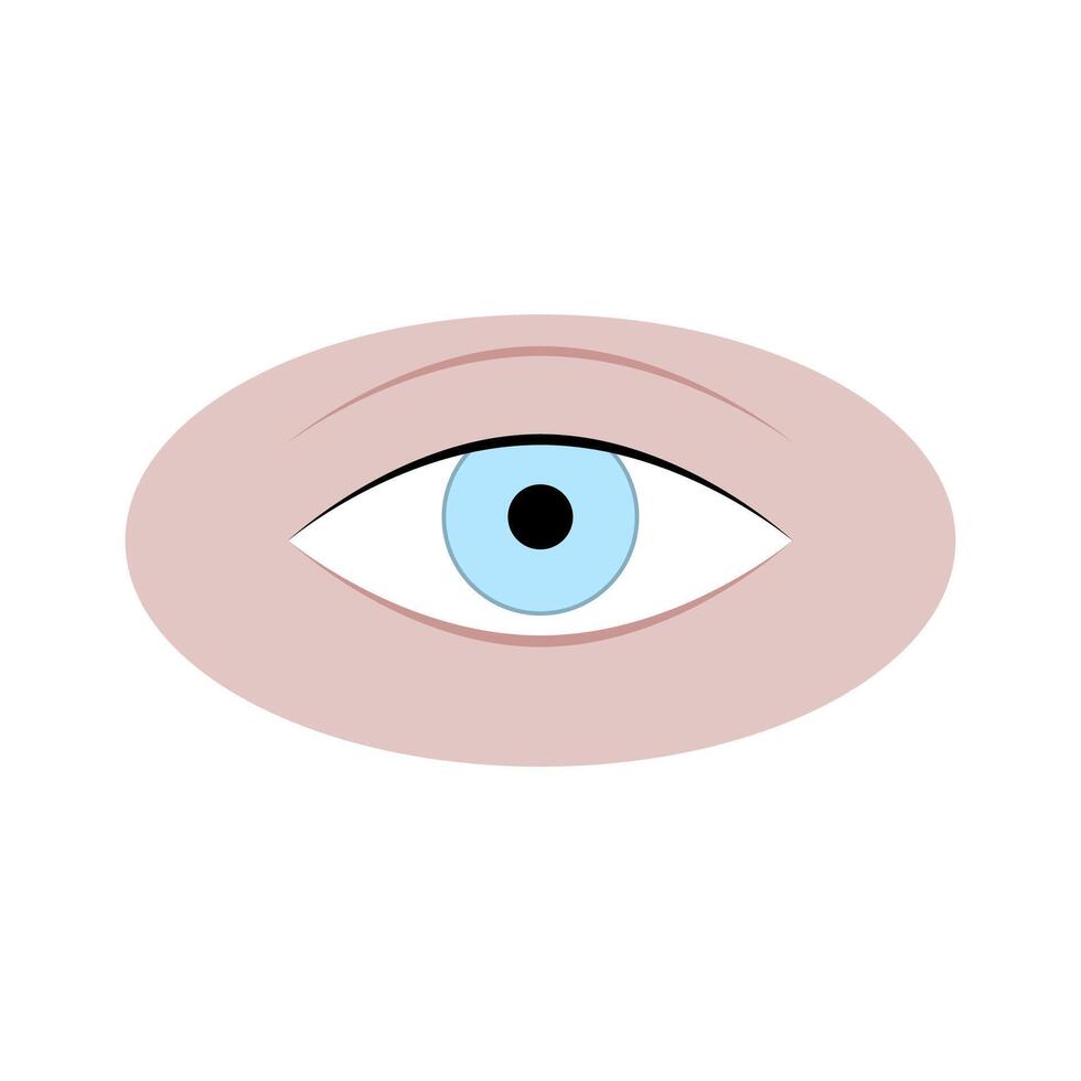 Human eye isolated on white, eye adult attractive, natural eyeball cornea, care science or fashion beauty. Vector illustration
