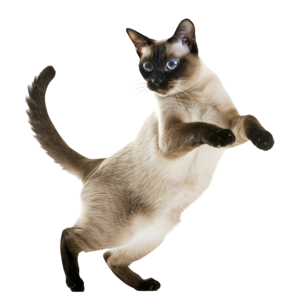 AI generated Siamese cat poses on transparent background png