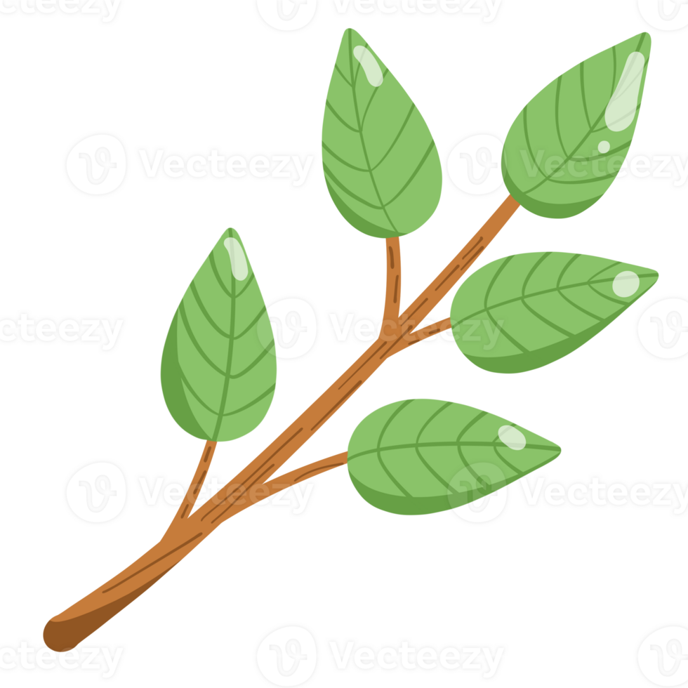 Fresh green leaves branch png