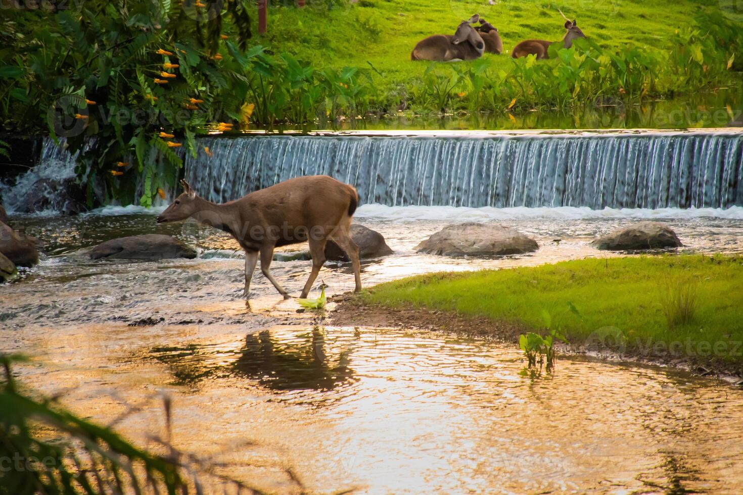 A female deer in the forest photo
