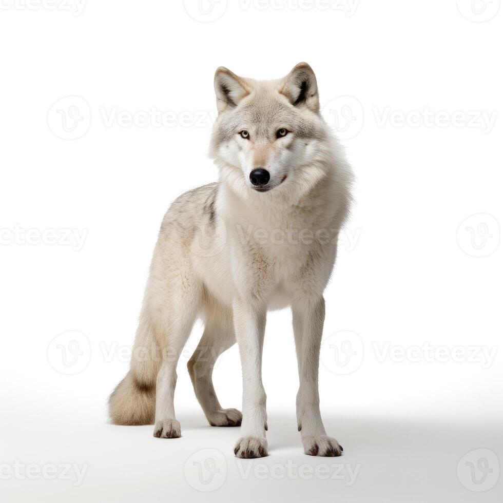 AI generated A wolf captured in a photo, vividly set against a pure white background, Ai Generated photo