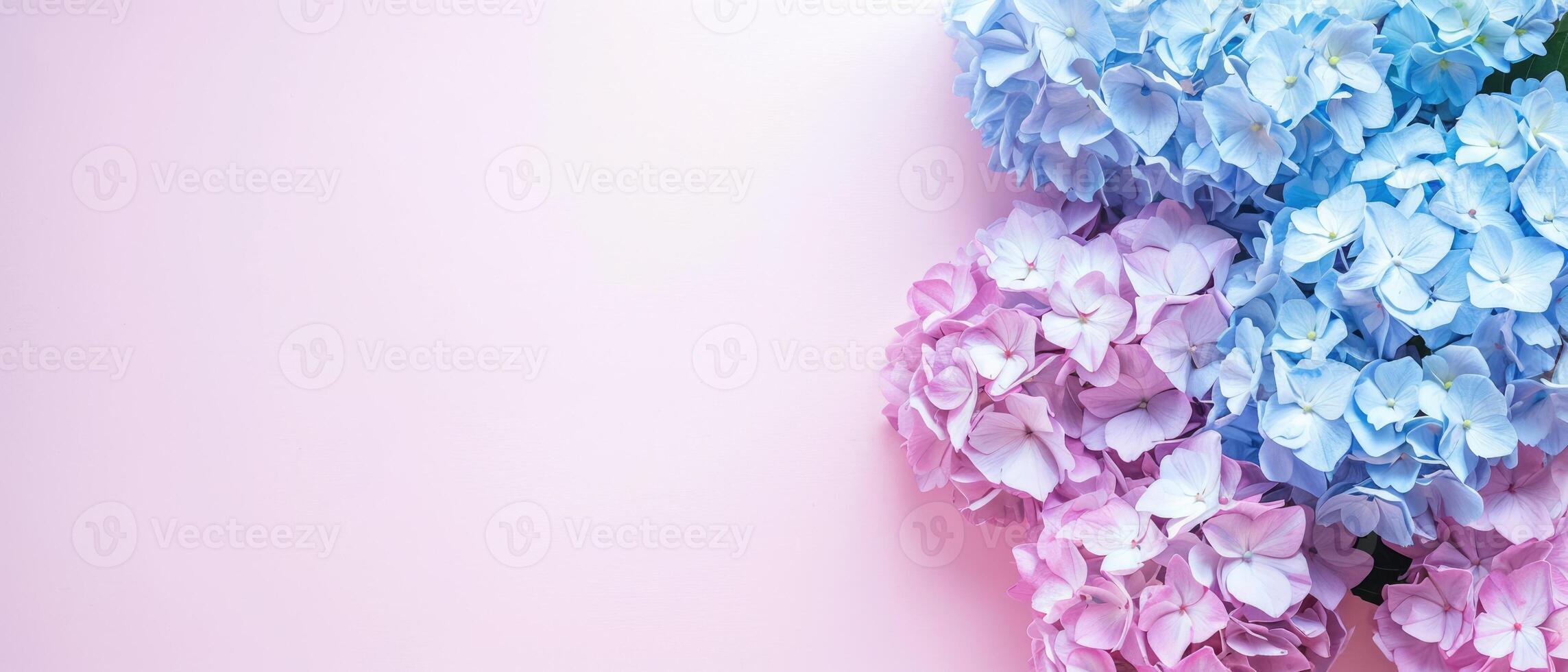 AI generated Celebratory banner showcasing hydrangea flowers on a soft pastel backdrop. Ideal for Mother's Day, complete with space for text, Ai Generated. photo