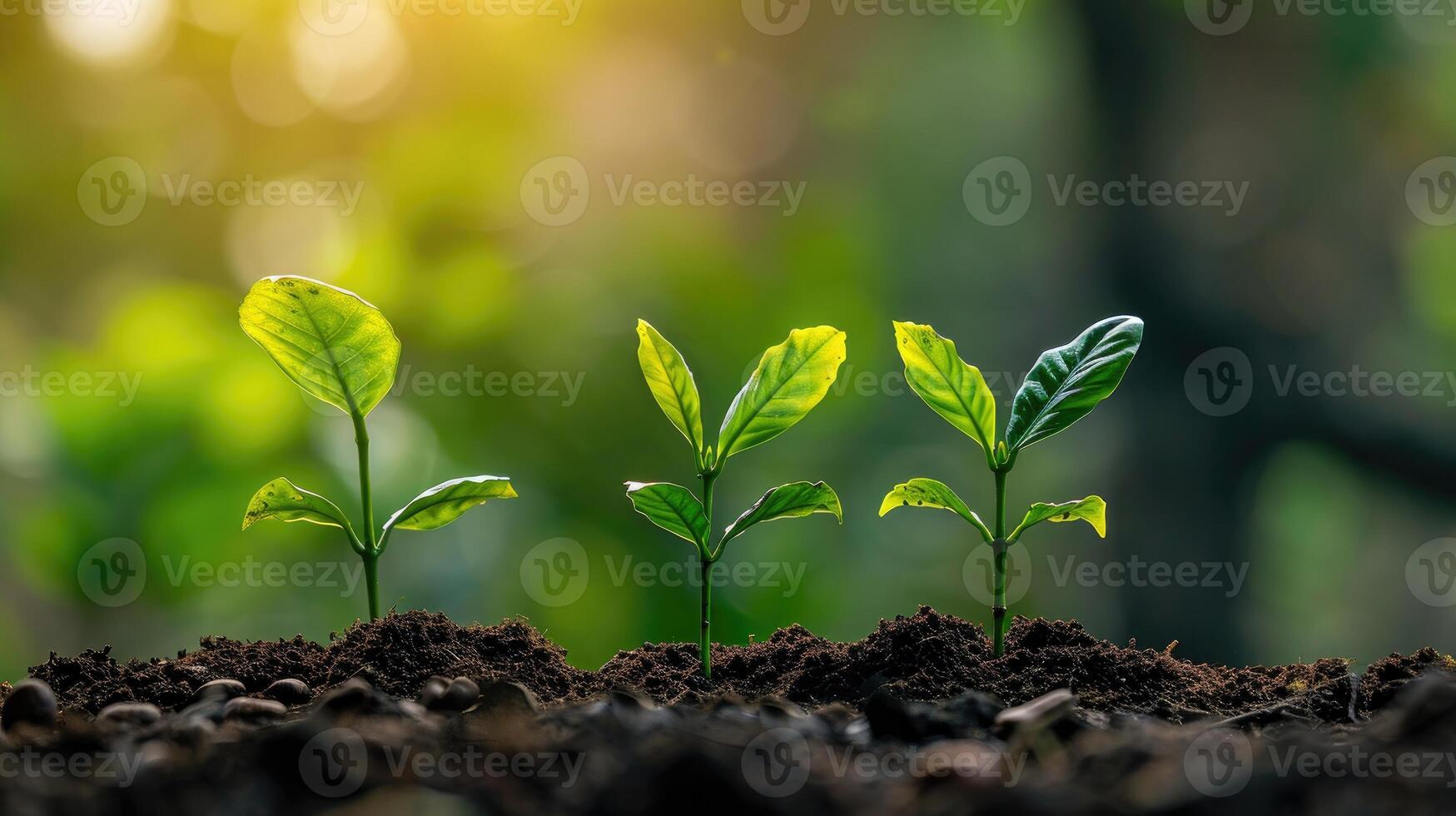 AI generated The concept of tree growth illustrated by beautiful green coffee bean seedlings against a natural backdrop, Ai Generated. photo