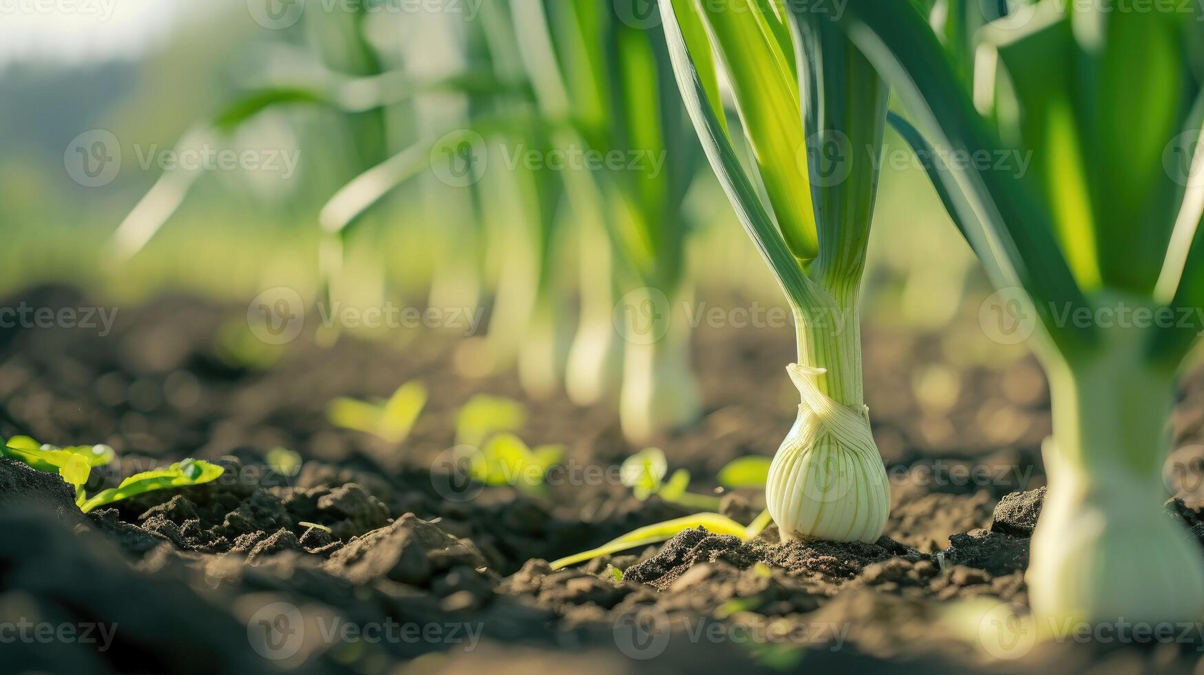 AI generated Detailed close-up of fresh leeks thriving on a sunlit farm, a harvest in progress, Ai Generated photo