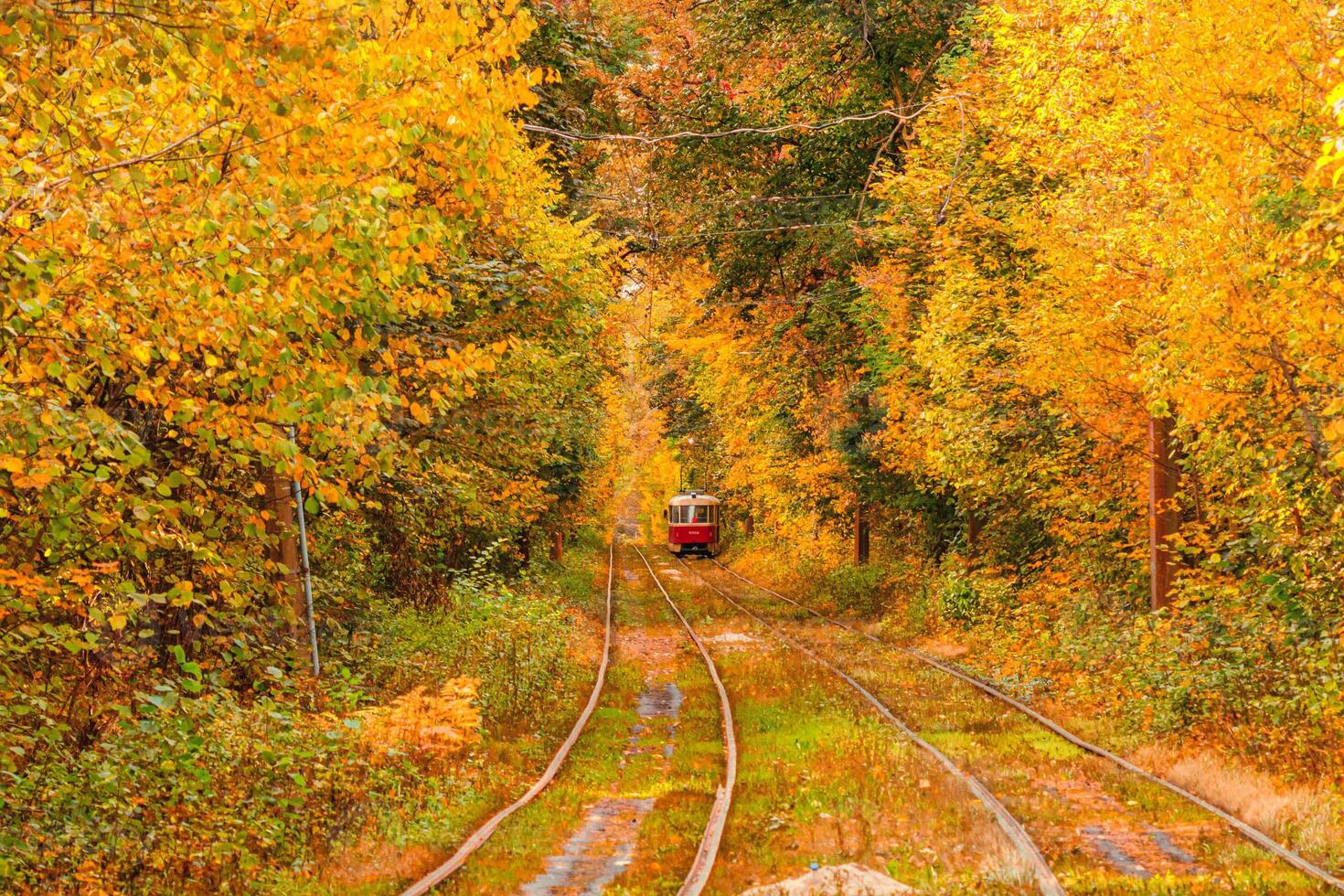 Autumn forest through which an old tram rides Ukraine photo