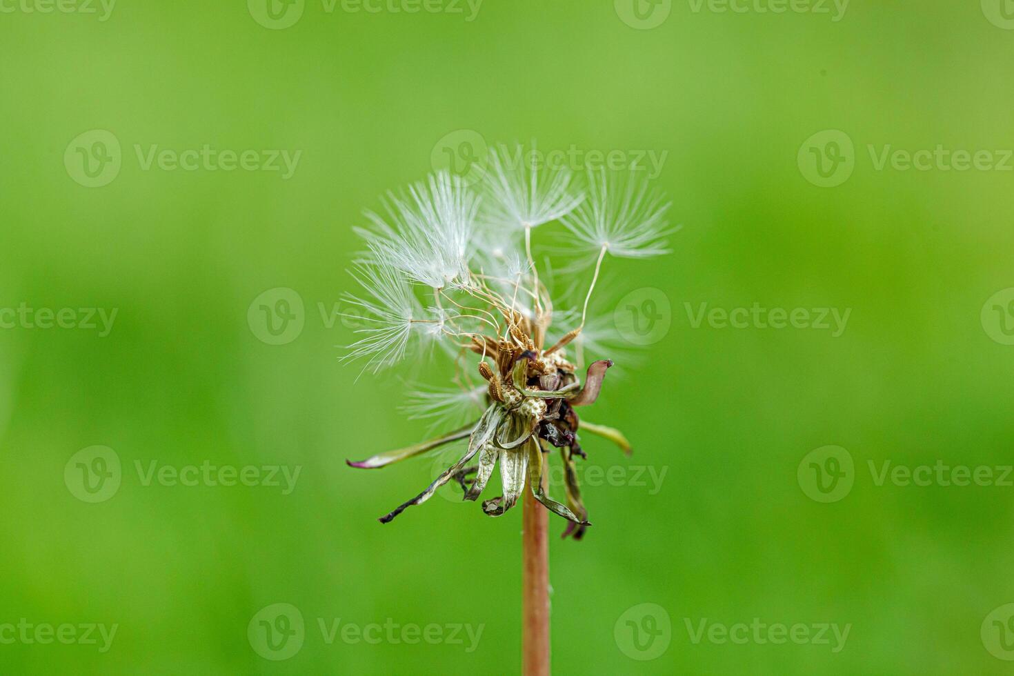 dandelion on a background of green gras photo