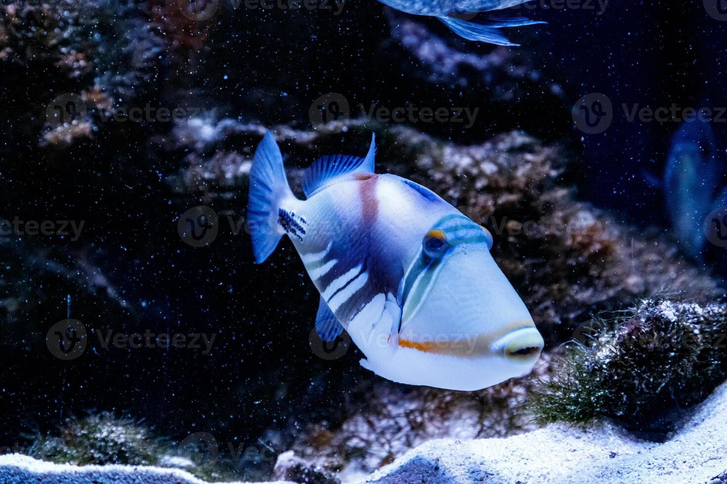 Fish Painted Triggerfish Rhinecanthus aculeatus photo