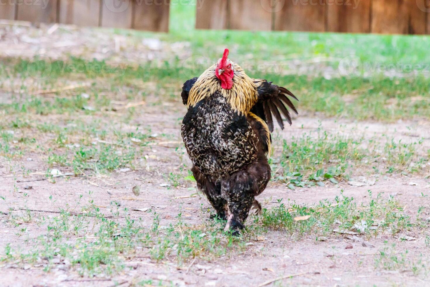 beautiful cock on grass background photo